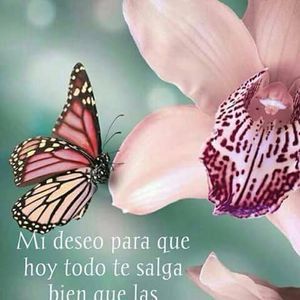 Meet your Posher, Siboney